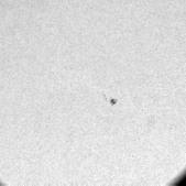 AR11005 on 2008/10/14 in visible light at 03:04:00UT