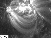 M1 flare and oscillating loops and something else